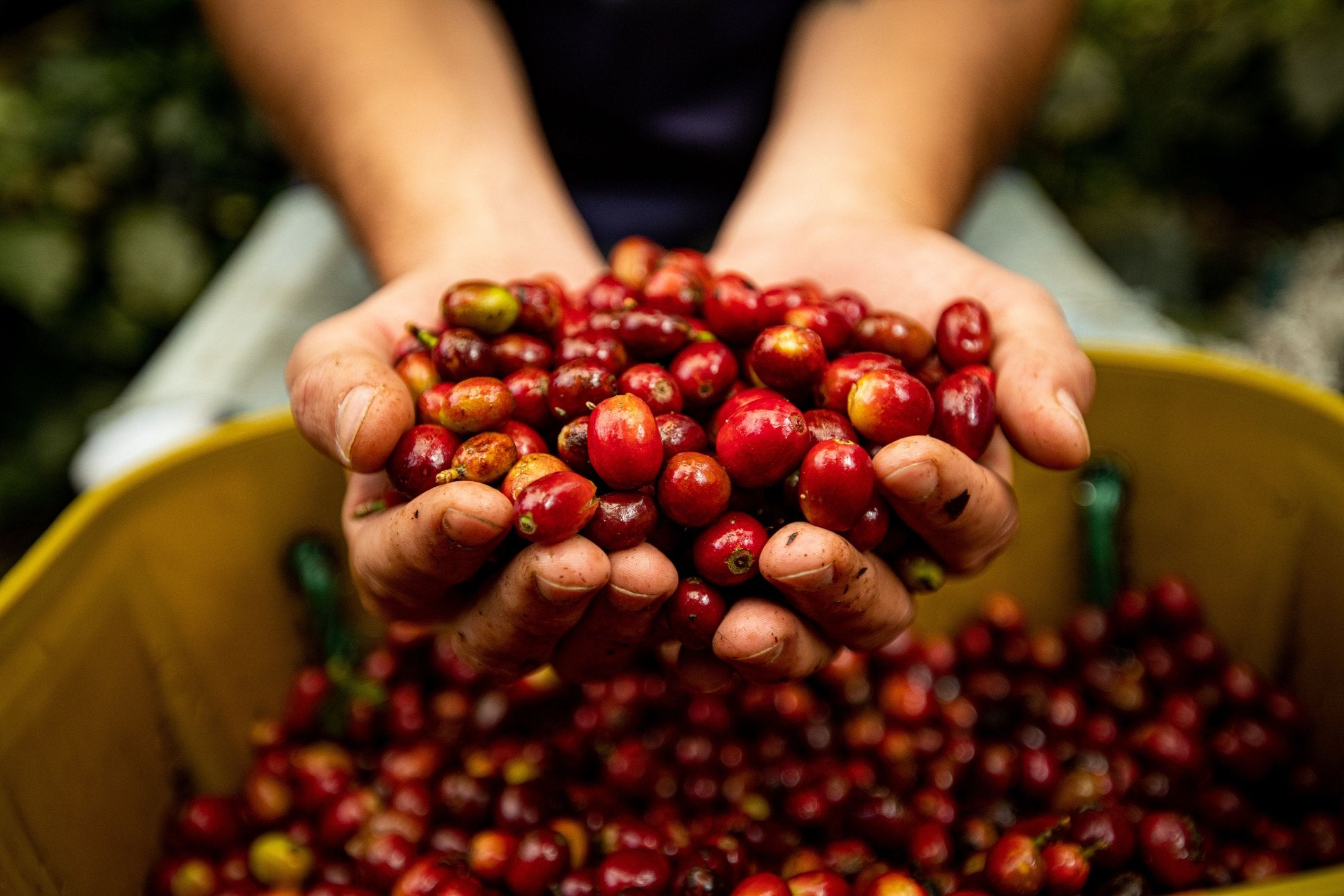 Manos recolectando cerezas de café maduras a mano